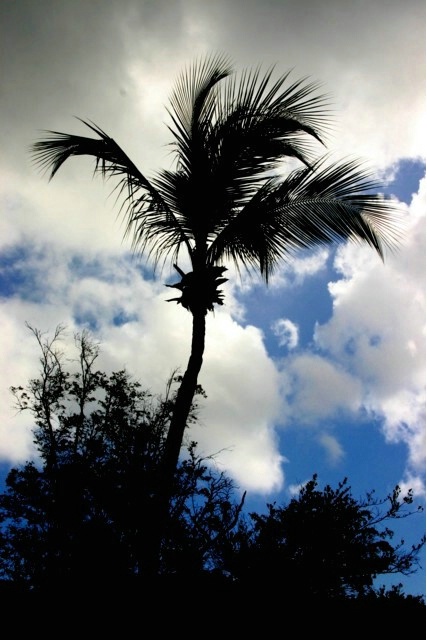 Profile of a Palm