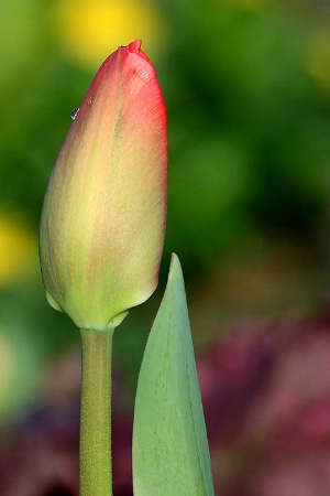 Tulip Bud #2