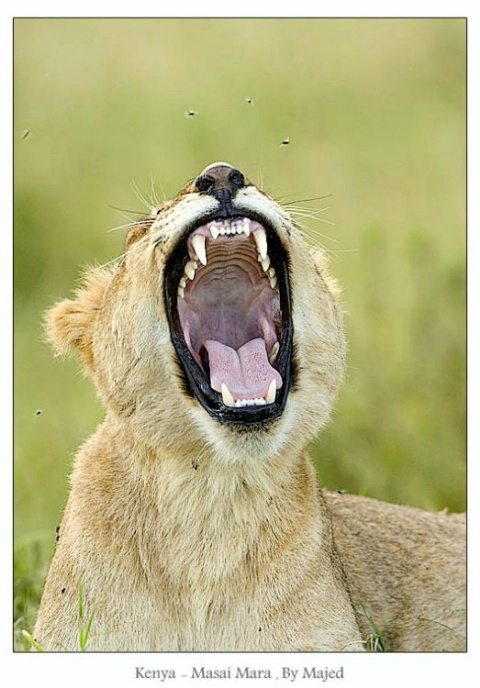 masai mara lion