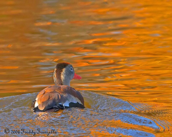 On Golden Pond - ID: 3672095 © Frederick A. Franzella