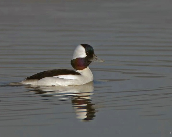 Bufflehead Duck - ID: 3672097 © Frederick A. Franzella