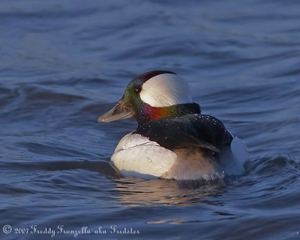 Bufflehead Duck - ID: 3672098 © Frederick A. Franzella