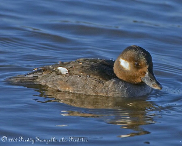 Female Bufflehead Duck - ID: 3672099 © Frederick A. Franzella