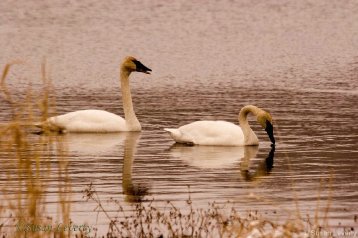 2 swans drink
