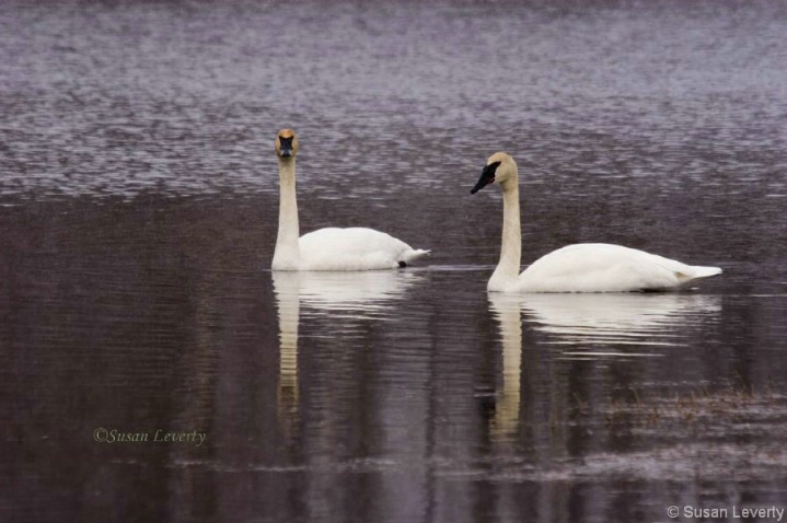 2 swans look at me
