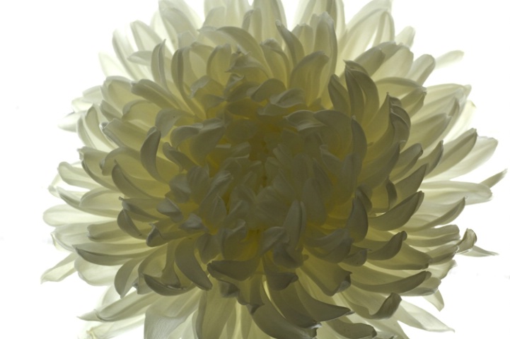 Backlit Chrysanthemum 