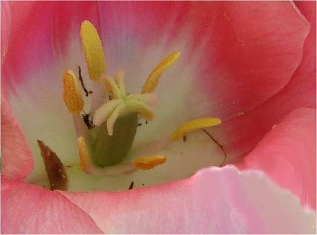 petals and stamens and pollen oh my!