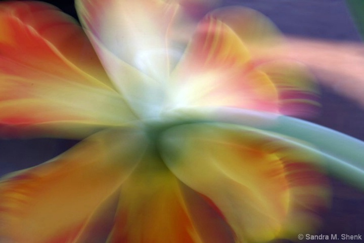 Spinning tulip - ID: 3673495 © Sandra M. Shenk