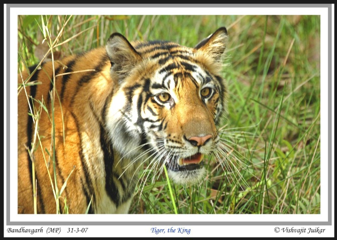The King " Tiger" - ID: 3675440 © VISHVAJIT JUIKAR