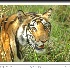 © VISHVAJIT JUIKAR PhotoID # 3675440: The King " Tiger"