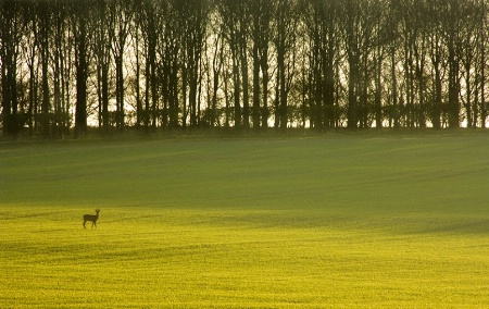 Easter Morning Deer, Lambourn, England