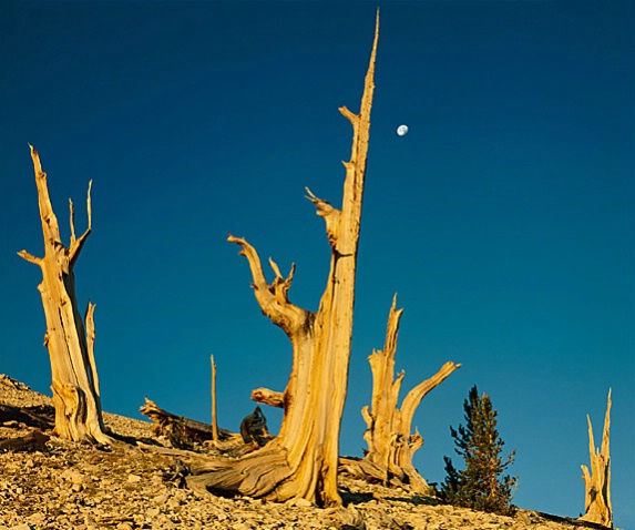 Bristlecone Pines and moon, White Mts, CA