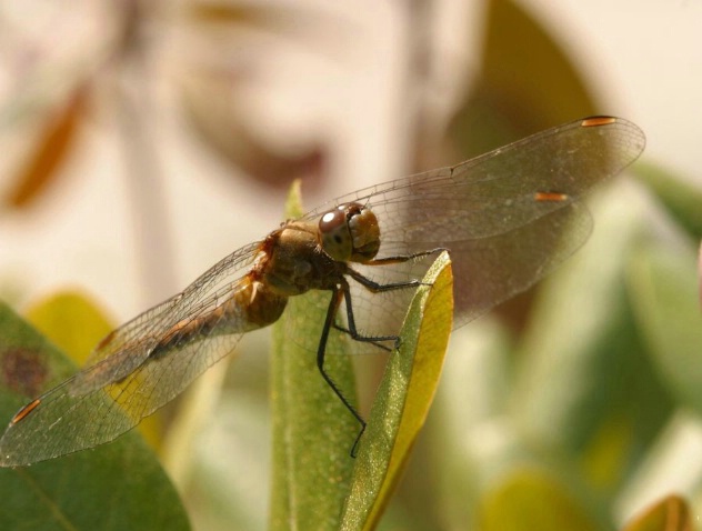 Dragonfly - ID: 3677919 © Raven Schwan-Noble