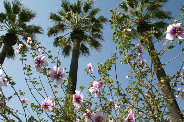 Blossoms and Palms