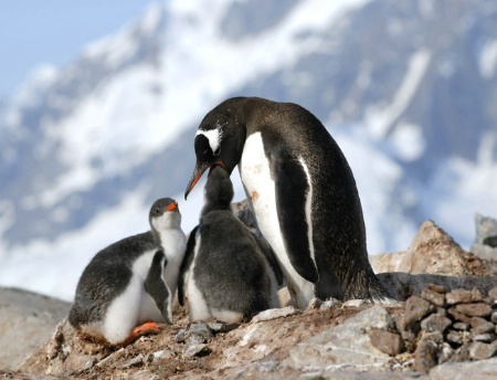 Gentoo Penguin Family