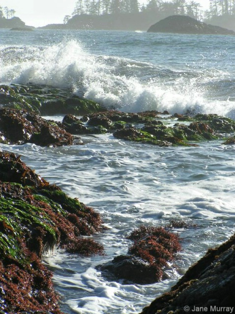 The Sea and The Seaweed
