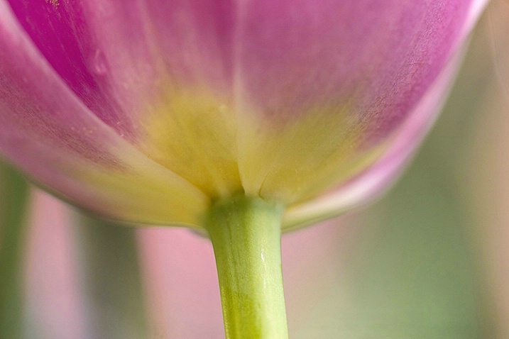 Pink Tulip - ID: 3679496 © Vicki Tillard