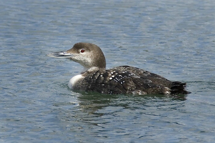 Common Loon - ID: 3679924 © John Tubbs