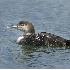 2Common Loon - ID: 3679924 © John Tubbs