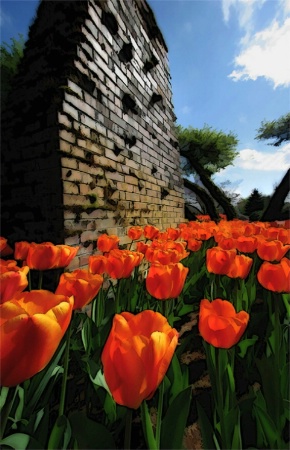 Great Wall of Tulips