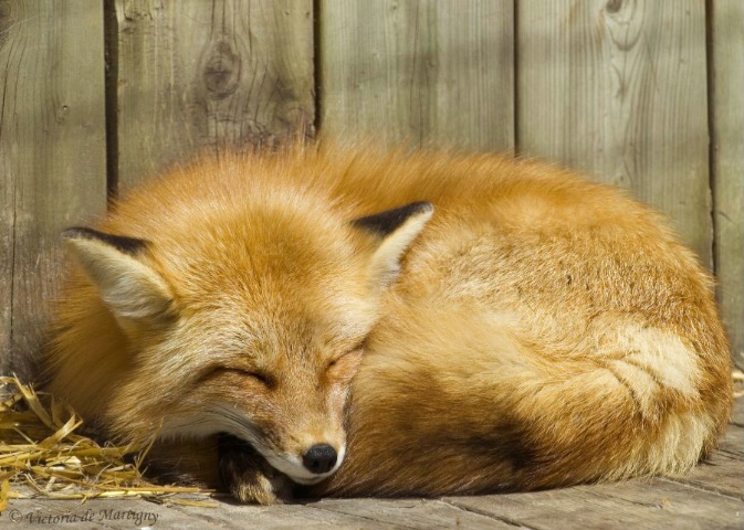 Sleeping Red Fox - Ecomuseum (Montreal, QC)