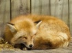 Sleeping Red Fox ...