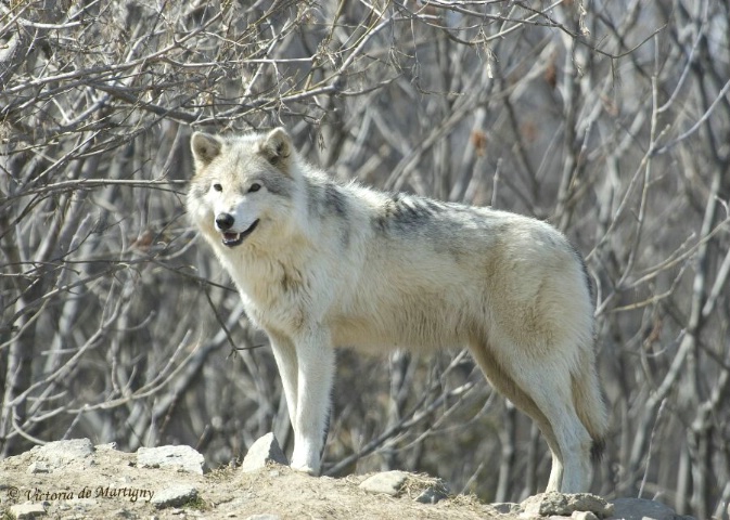Timber Wolf - Ecomuseum (Montreal, QC)
