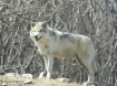 Timber Wolf - Eco...