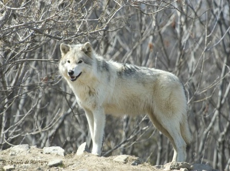 Timber Wolf - Ecomuseum (Montreal, QC)