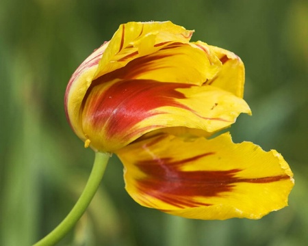 Arboretum Tulip Bloom
