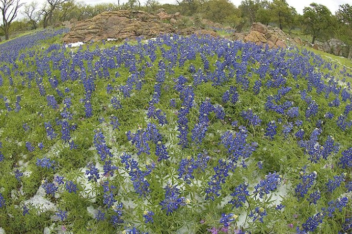 Bluebonnets in snow, Easter 2007, Mason County - ID: 3683044 © george w. sharpton
