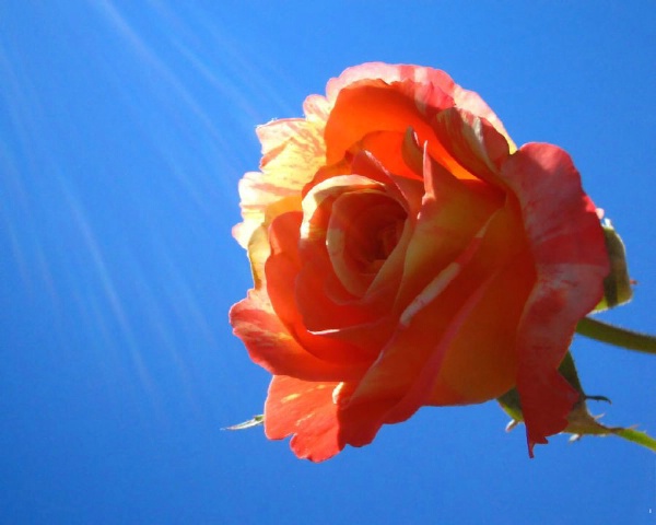 'Tropical Sunset' rose