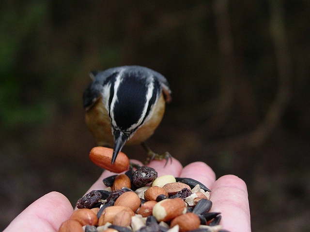 A Nut For The Nuthatch