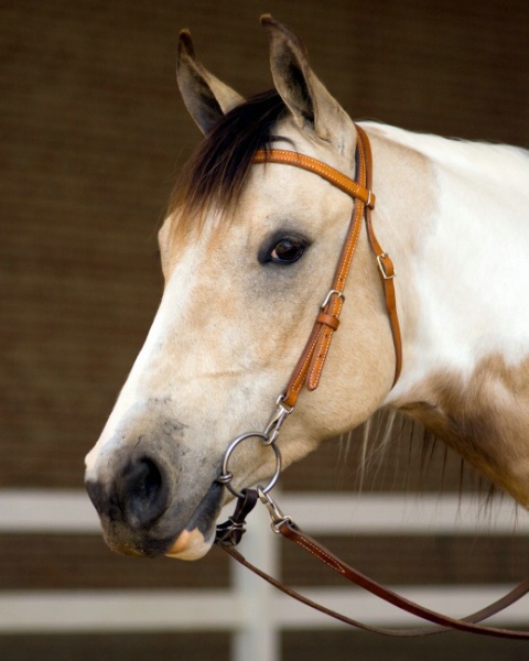 portrait of a horse 2