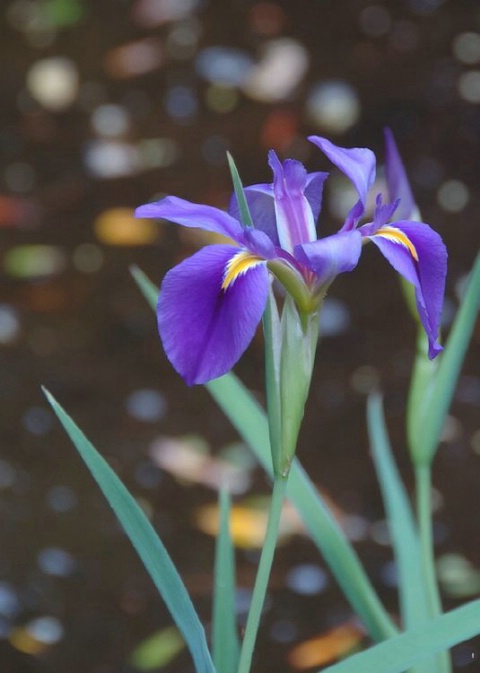 Purple Beauty II