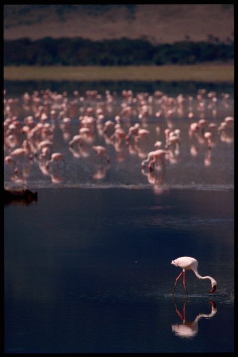 Flamingo - Ngorongoro Crater, Tanzania