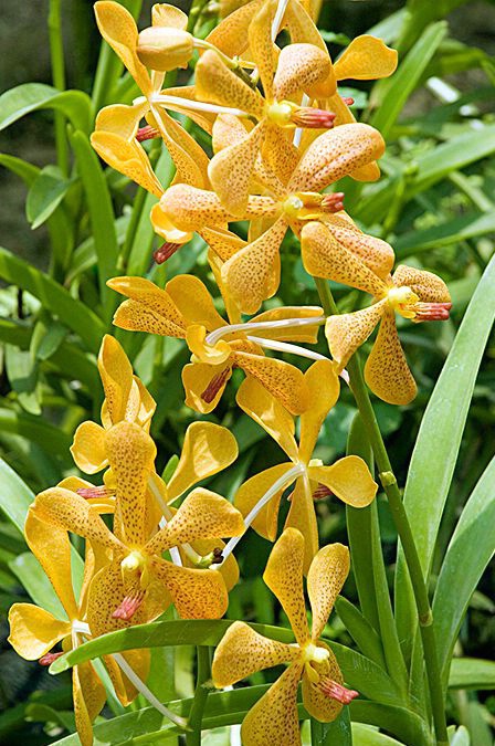 Colourful Orchids  - ID: 3685237 © Mike Keppell