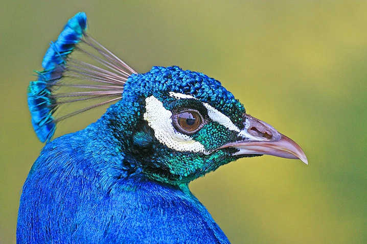 Peacock Portrait - ID: 3687309 © Janine Russell