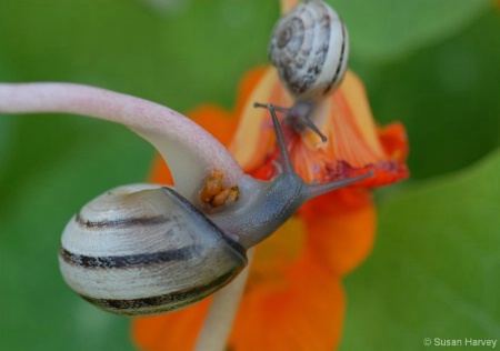 snails_on_nasturtiums