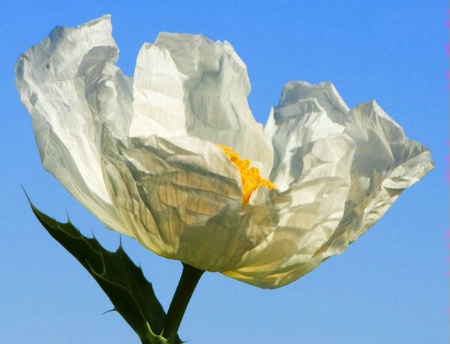 White Poppy Wildflower(resub)