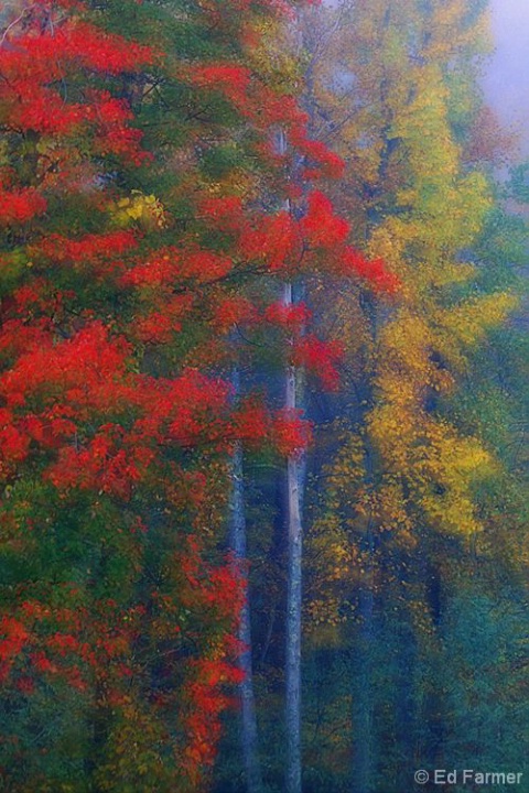 A Splash of Fall Color