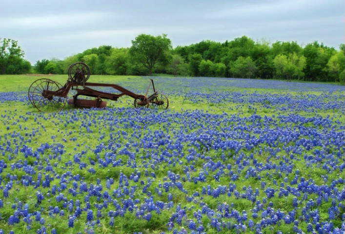 Texas Bluebonnets   - ID: 3690217 © Sherry Karr Adkins
