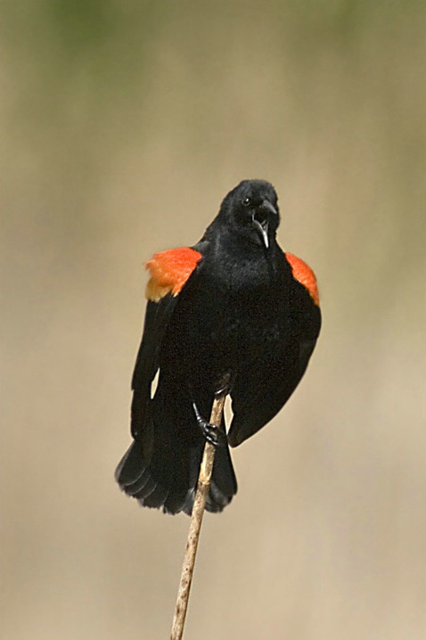 Master of the Marsh - ID: 3690317 © John Tubbs