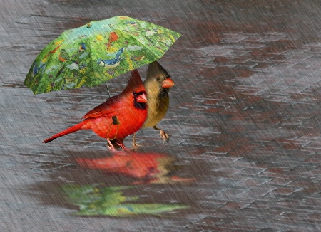 Photography Contest Grand Prize Winner - April 2007: April Showers Are For The Birds