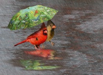 Photography Contest Grand Prize Winner - April 2007: April Showers Are For The Birds