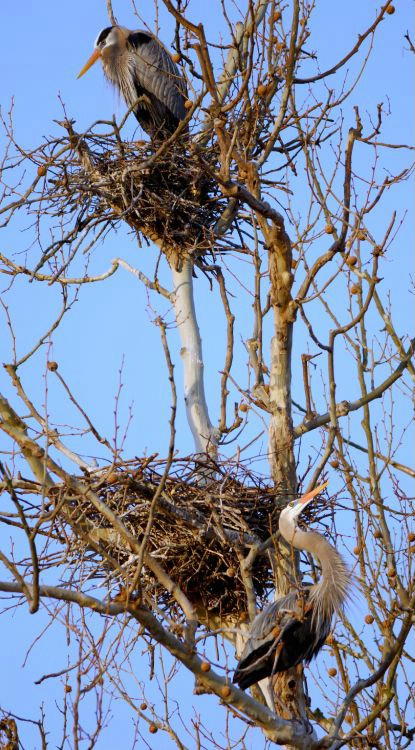 Nesting Blue Herons