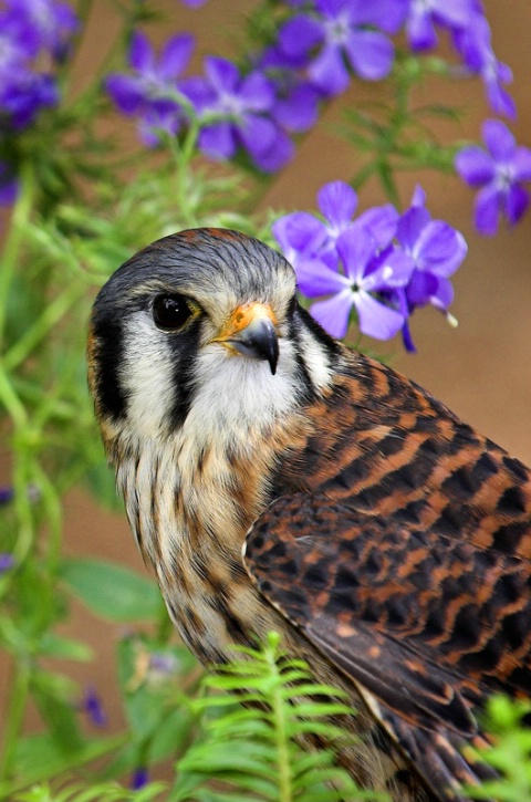 Kestrel