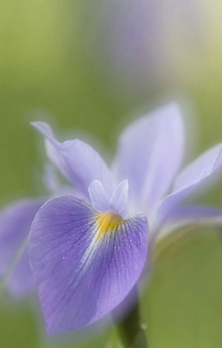 Iris Whispers