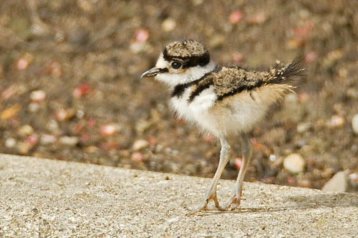 Baby Killdeer - ID: 3694288 © John Tubbs