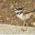 2Baby Killdeer - ID: 3694288 © John Tubbs